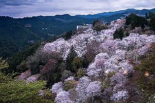 Japon -9779 Arrivée tardive. Beaucoup de Japonais et peu de touristes. Encore un endroit conseillé par nos amis Fabien & David. Les montagnes aux 30000 sakura (cerisiers en...