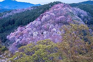 Japon -9783 La lumière était bien celle là 15 minutes avant la fin du jour. Il fait nuit très tôt et d'un seul coup.