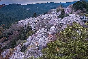 Japon -9785 Le Mont Yoshino est classé site sacré et chemin de pèlerinage dans les monts Kii(*) et au patrimoine mondial par l'Unesco. En reparlera des monts Kii conseillés...