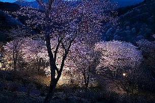 Japon -9799 15 minutes plus tard ! Les Japonais ont d’autres coins dédiés aux Sakura hors des sentiers battus que les guides touristiques occidentaux listent bien moins...
