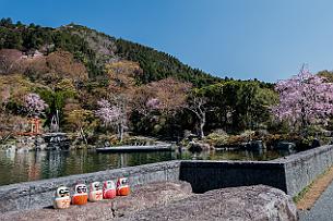 Japon -1488 Les poupées Daruma sont des porte-bonheurs qui représentent Bodhidharma, moine légendaire fondateur du Bouddhisme Zen au Japon.