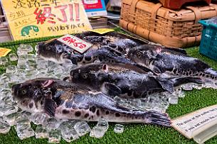 Japon -1286 On trouve plusieurs spécialistes certifiés (*) du FUGU, poisson mortel s'il est mal préparé. (*)Vous pouvez porter plainte si vous mourez !
