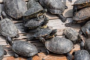Japon -2181 On dira ce qu'on veut, la vie sexuelle des tortues est torride et multipartenaires !
