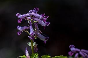Japon -1724 Orchidées Lamier pourpre.