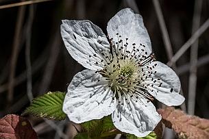 Japon -1728 Fleurs de ronces (qui donnera une mure)