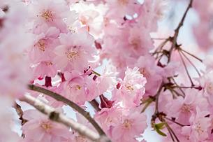 Japon -1780 Cerisier mais en fait non. Le cerisier étant de la famille des prunus. Les cerisiers Japonais ne donnent pas de fruits.