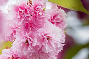 Japon -4028 Camélia sasanqua ou cerisier double ? Cerisier