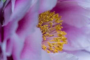 Japon -4420 Camélia sasanqua parfumée comme de la poudre de riz de maquillage. Subtil.. Nous nous dirigeons vers le temple d'or Kinkakuji (ou Rokuonji)