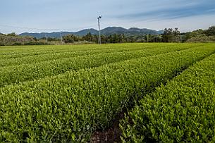 Japon -6074 C'est en hiver qu'ils sont utilisés pour éviter que les nappes d’air froid stagnent au-dessus des théiers et endommagent les plantes