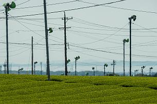 Japon -6152 Les champs de thé japonais offrent parfois de curieux paysages. Des ventilateurs perchés en haut de poteaux contrastent avec les formes douces des rangées de...