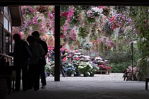 Japon -6591 En fait c'est immense, plein de fleurs et d'oiseaux. Et une vraie vieille maison entretenue comme il y a 100 ans. Endroit magnifique.