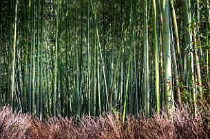 Japon -5560 La fameuse forêt de bambous ...