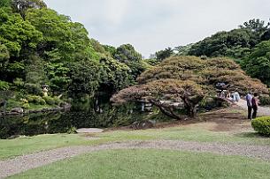 Japon -7567 Juste à côté de notre hôtel, parc de Shinjuku Goyen.