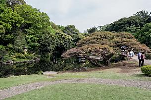 Japon -7567 Juste à côté de notre hôtel, parc de Shinjuku Goyen.