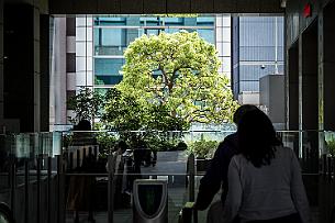 Japon -7864 Tokyo, vous pouvez habité aux même coordonnées GPS et ne jamais vous rencontrer. Jusqu'à 6 niveaux empilés. Ici, l'arbre est au vrai sol ?