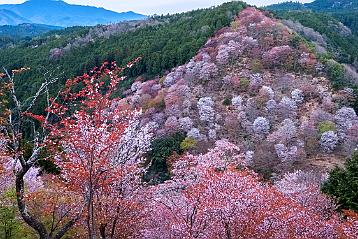 Mont Yoshino Montagne aux 20000 cerisiers