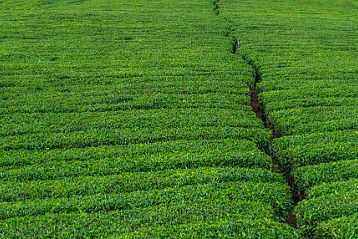 Souhaitez-vous un thé ?