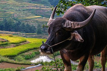 Chine_Moxalain_PERRIERE_20772 null