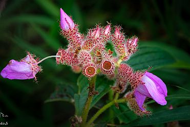 Chine_Moxalain_PERRIERE_21129 null