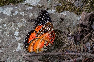 Chine_Moxalain_PERRIERE_21246 null