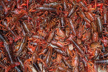 Chine_Moxalain_PERRIERE_15919 null