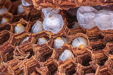 Chine_Moxalain_PERRIERE_23099 null