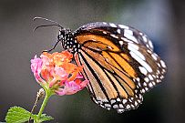 01 - DSCF9349