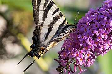 Fleurs et papillons