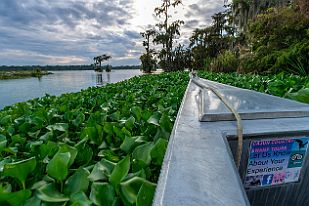XT0A5026 L'émission Echappée belle sur la Louisiane nous a permis de trouver ce lieu extraordinaire ! Un amoureux qui partage son coin de nature : Cajun Country Swamp...