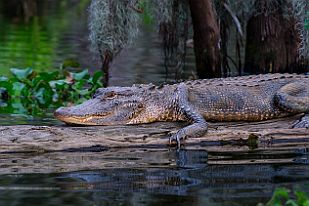 XT0B7382 Premier crocodile. S'il est au soleil c'est qu'il digère. Se méfier de ceux qui nagent ...