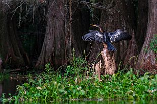XT0B7436 Anhinga dAmérique. Anhinga veut dire oiseau du diable ou oiseau serpent. Pas loin de 2,50 m d'envergure.