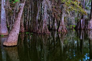 XT0B7452 Les Cyprès chauve (Taxodium distichum) ou cyprès de Louisiane poussent par rejets des racines, pas besoin de graines.