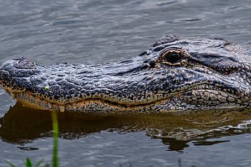 1 Tabasco et crocodiles Nos premiers pas