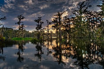 2 Bayoux super nature Cajun Country Swamp Tours