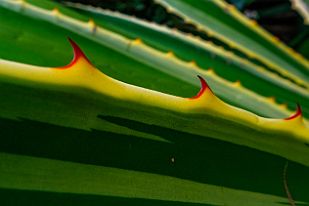 MAD31047 Interlude piquant !