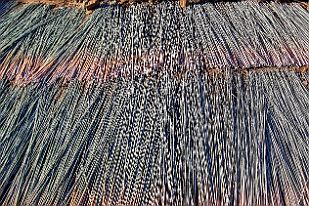 20250601_153000 Roseaux