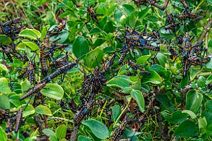 MAD00949_mod Surprise. Parmi tous les buissons, UN seul est recouvert de sauterelles. Nous en ramassons pour les frire (il nous en reste).