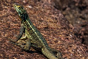 MAD00987 30 cm ... belle bête !