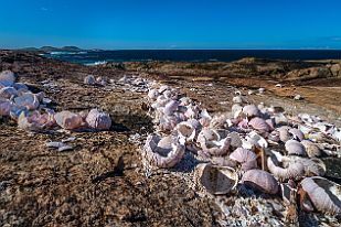 MAD31287 Reste d'oursins.