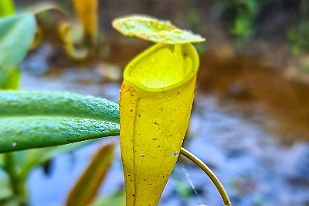 20250602_091227 Interlude carnivore.