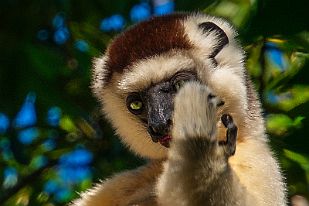 MAD01062-2 Expédition Makay - Gédéon Aventure