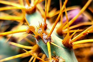 20250606_090151 Interlude épineux. On the road again !