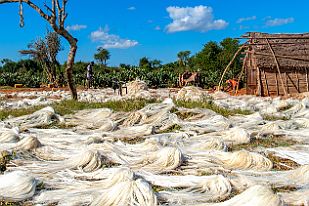 MAD01681 La feuille de l'agave est écrasée, les fibres retirées et séchées.