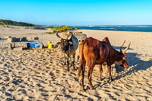MAD01802 Le lendemain, une balade plage. Plusieurs puits permettent d'avoir de l'eau presque sans salée grâce au filtrage par le sable.