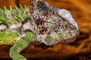 MAD02136_mod Les deux yeux sont indépendants. Il peut lire avec un et regarder où il va de l'autre. Je veux les mêmes !