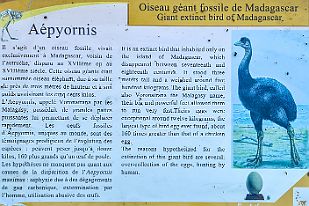 20250608_072230 Le lendemain nous visitons Le parc national de Tsimanampetsotsa (à vous souhaits !). L'Aépyornis est un piaf qui a disparu.