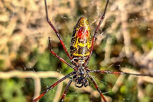 20250608_081416 J'aime les araignées. Plus grande que ma main, je l'aurais posé dessus si je ne la photographiais pas.