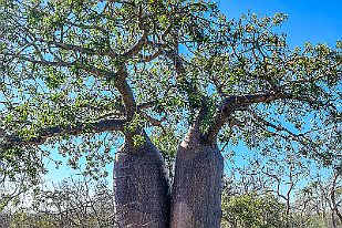 20250608_093206 Une série Baobab ? Aller ...