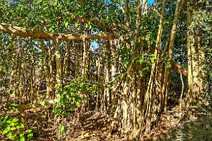 20250608_094017 Les figuiers des Banians laissent pendre leurs racines des branches qui font autant de troncs. Tiens, tu iras me couper le banian !!!