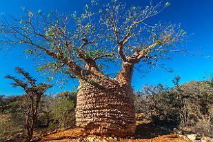 MAD31413 Vu le nombre de plis, il serait l'un des plus vieux (1600 ans) de Madagascar. Pas le plus grand ni le plus gros.